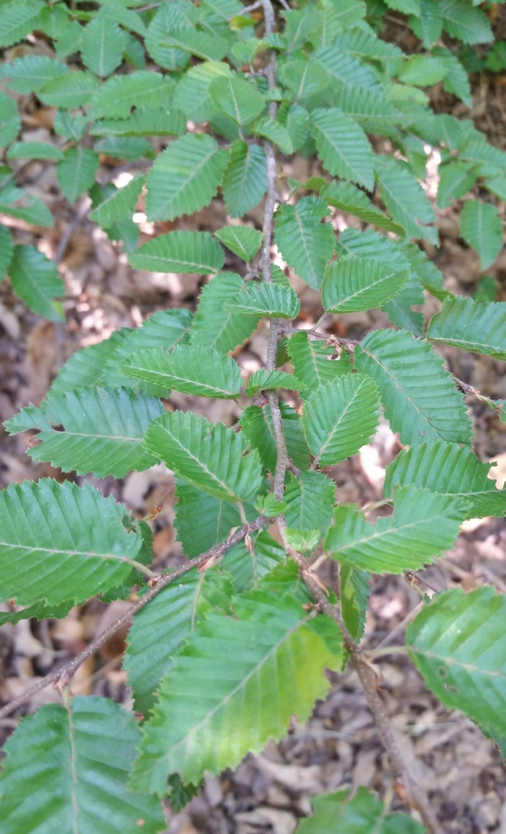 Carpinus betulus?  pi probabile Carpinus orientalis